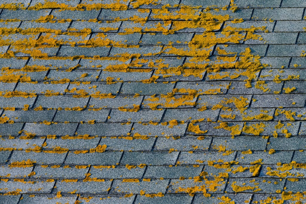 algae growth/moss on asphalt shingles